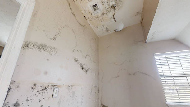 Mold Removal for HVAC Installations in Lawrenceburg, IN
