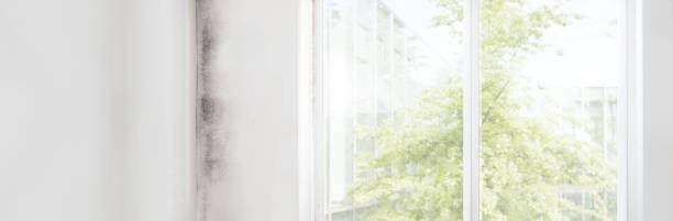 Best Mold-Related Health Consultation  in Lawrenceburg, IN
