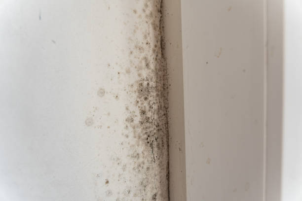 Best Mold Odor Removal Services  in Lawrenceburg, IN