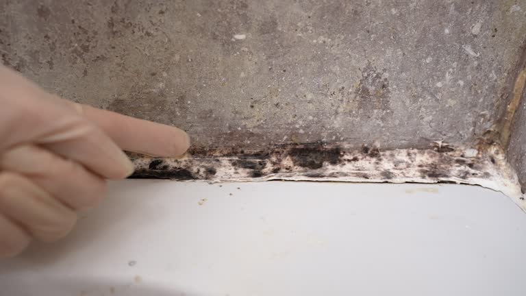  Lawrenceburg, IN Mold Removal Pros